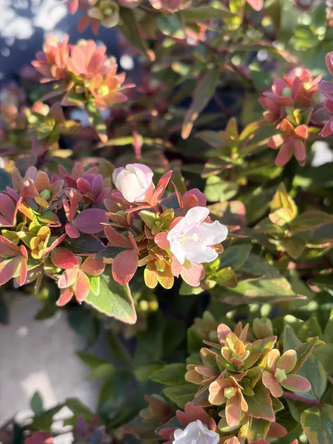 Abelia Grandiflora 'Happy Daydream' 