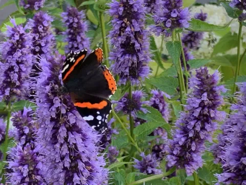Agastache 'Black Adder'