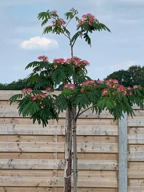 Albizia Julibrissin Meerstammig