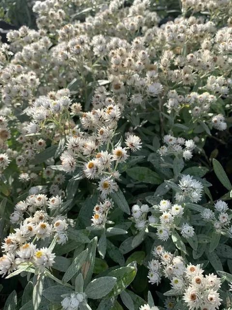 Anaphalis triplinervis