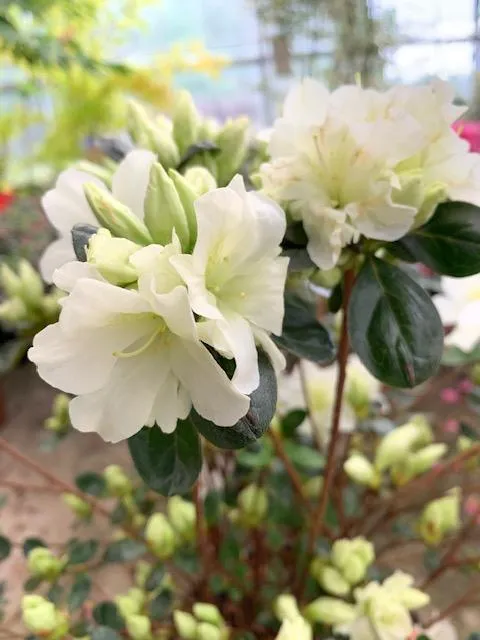 Azalea Jap.  Schneewittchen