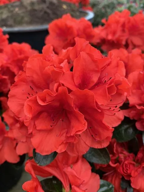 Azalea Jap. 'Santa Maria'