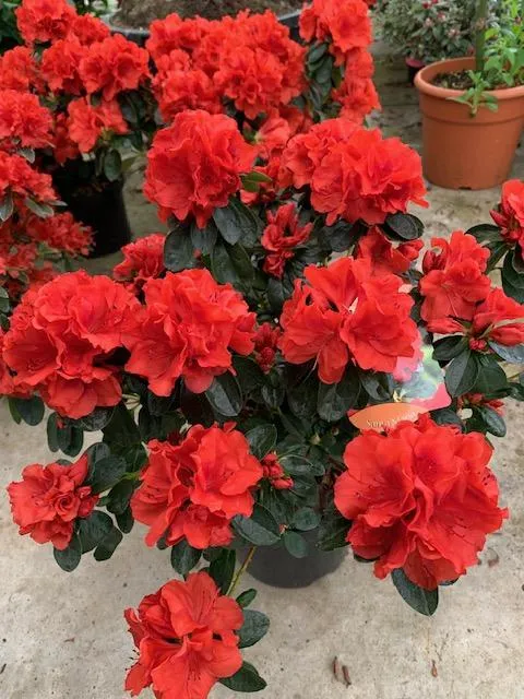 Azalea Jap. 'Santa Maria'