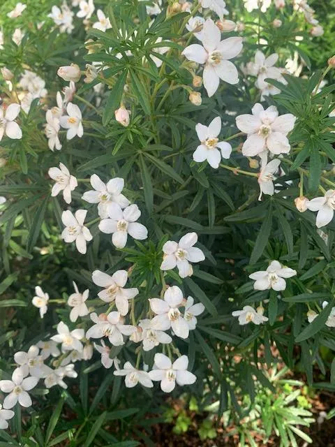 Choisya ternata 'Aztec Pearl'
