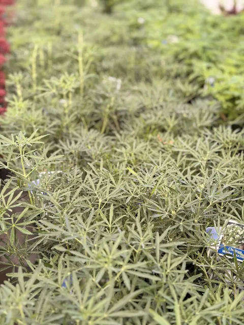 Choisya ternata White Dazzler