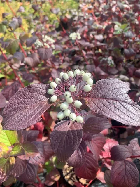 Cornus alba 'Sibirian Pearls'