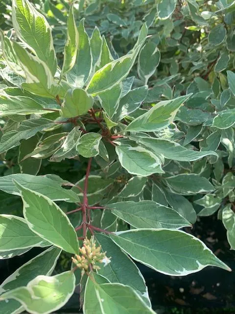 Cornus alba 'Sibirica Variegata'