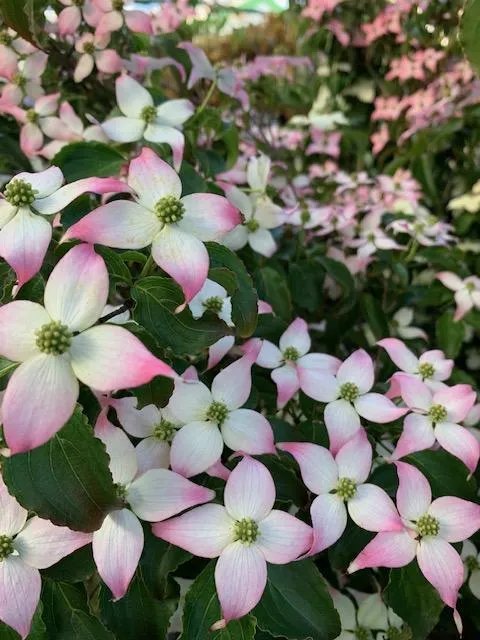 Cornus kousa China Girl