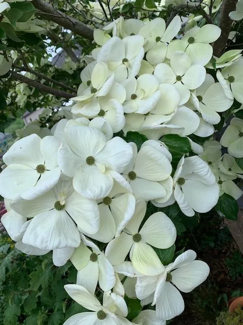 Cornus kousa 'Venus'