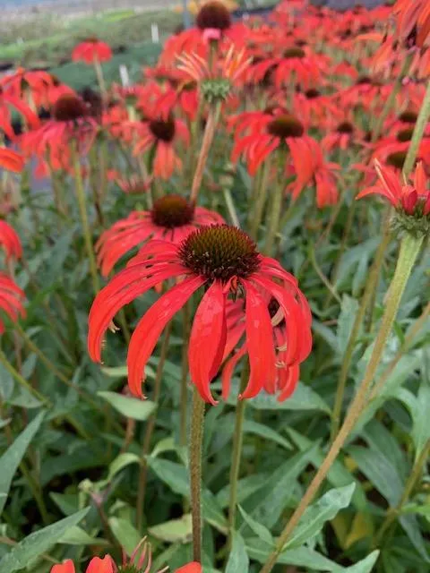 Echinacea Purpurea 'Tomato Soup' Â®