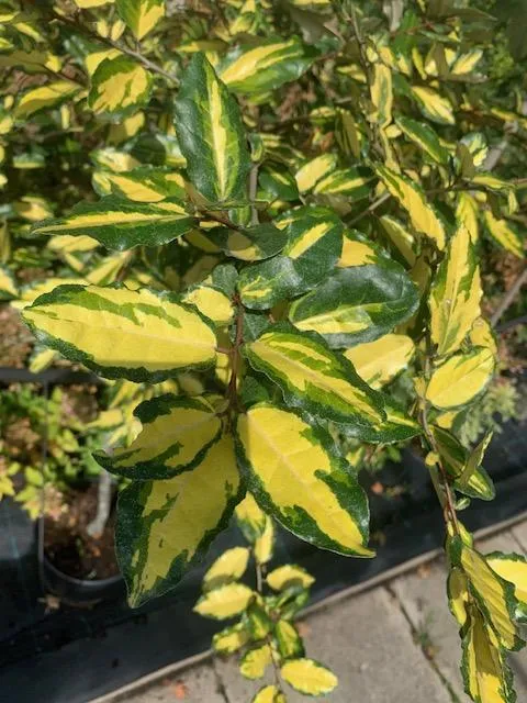 Eleagnus maculata Aurea