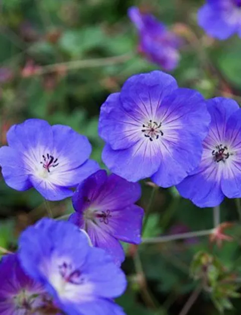 Geranium Rozanne