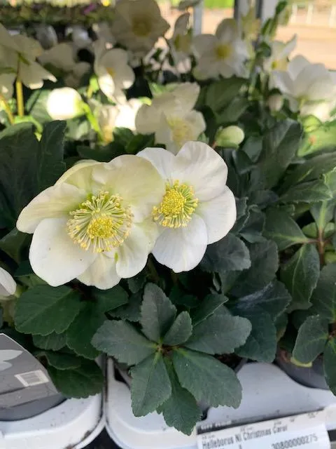 Helleborus niger