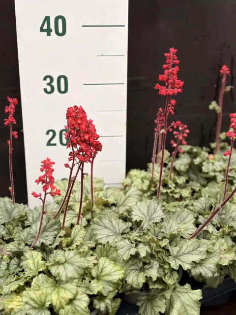 heuchera Paris