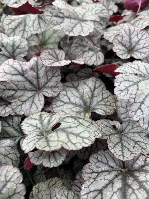 Heuchera 'Silver Scrolls' Â®