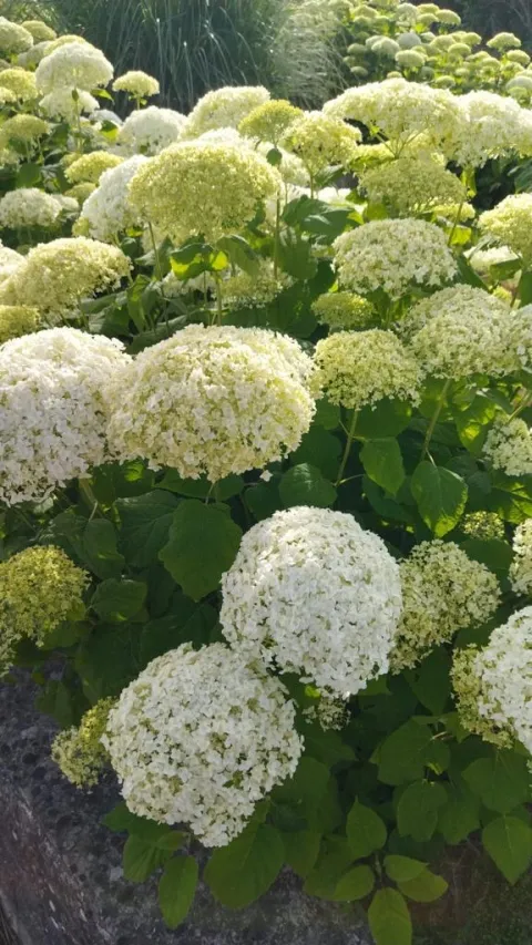 Hydrangea a. 'Annabelle'