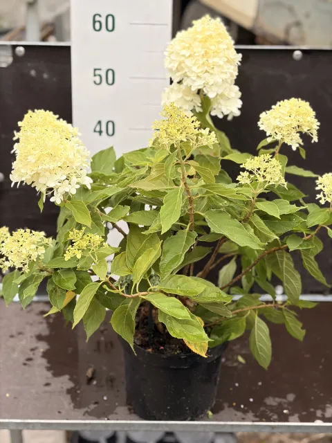 Hydrangea Paniculata 'Grandiflora'