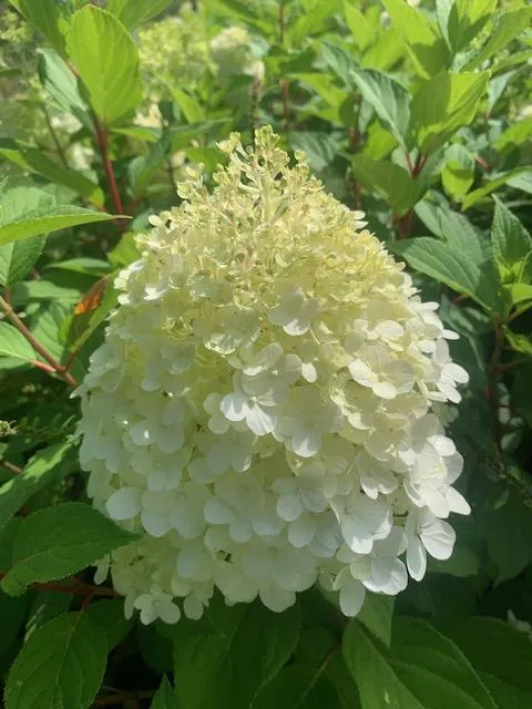 Hydrangea Pan. 'Limelight'