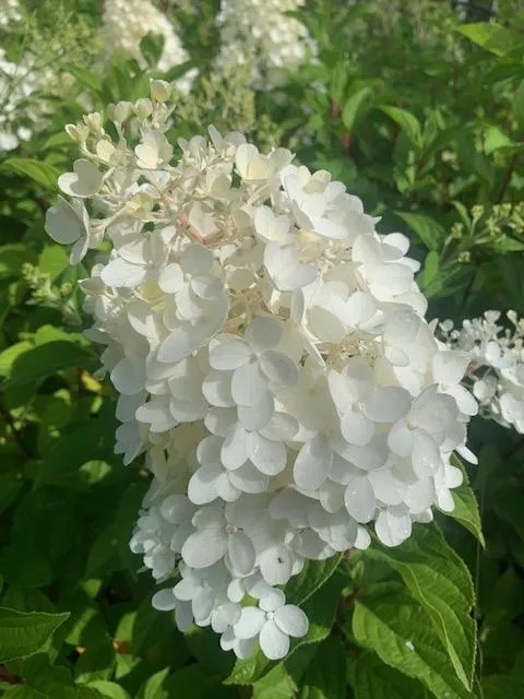 Hydrangea Paniculata 'Vanilla Fraise' ®