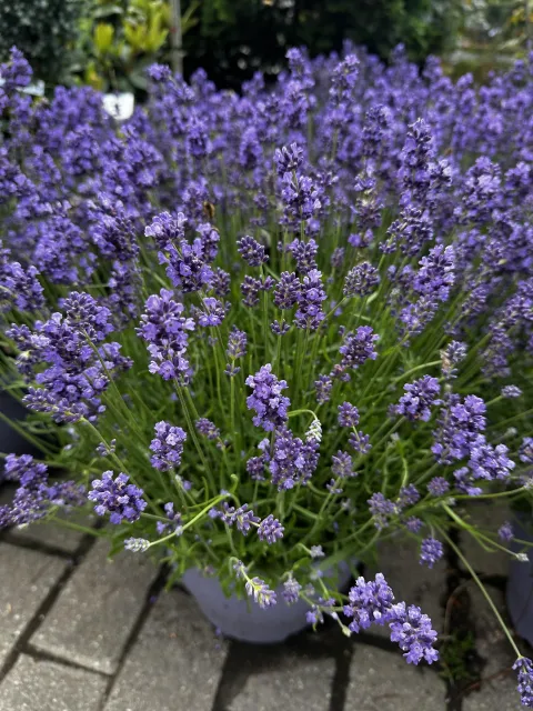 Lavandula angustifolia 'Munstead'