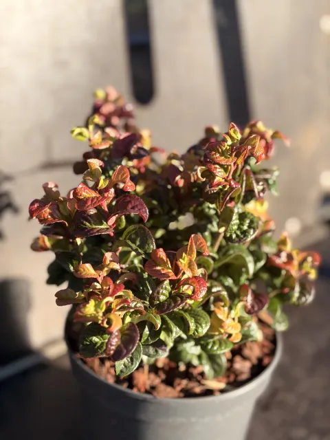 Leucothoe axillaris 'Curly Red' PBR