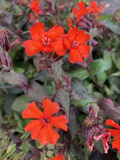 Lychnis arkwrightii 'Vesuvius'