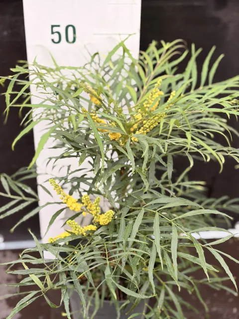 Mahonia 'Soft Caresse' (R)