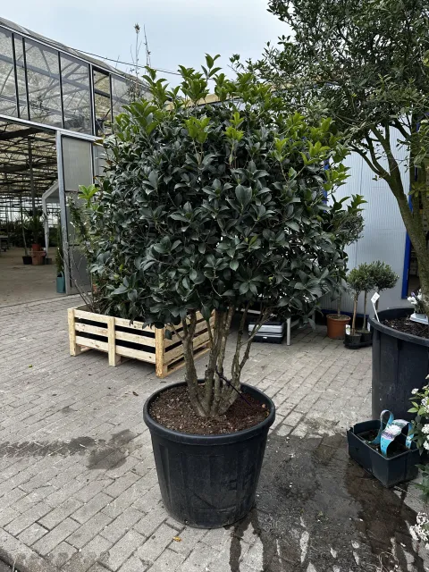 Osmanthus Aquifolium / Armathus Meerstammig