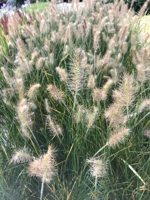 Pennisetum alop. 'Hameln'