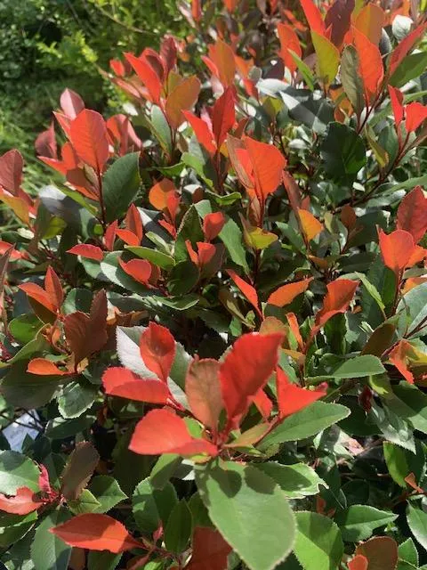 Photinia fraseri 'Little Red Robin'