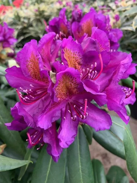 Rhododendron 'catabiensis grandiflo