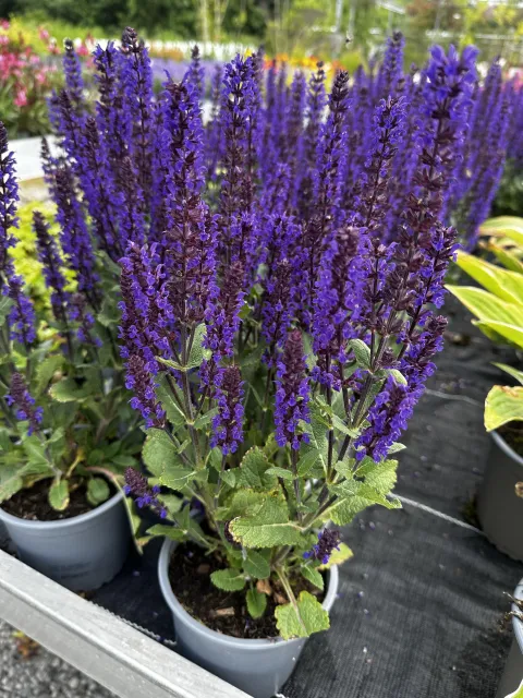 Salvia nemorosa 'Caradonna'