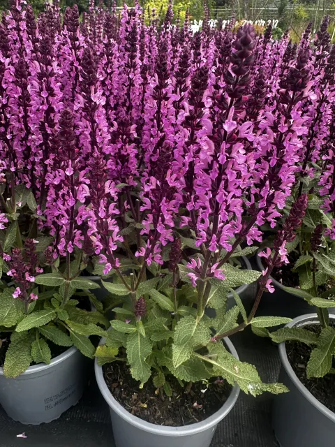 Salvia nemorosa 'Rose Marvel'Â®