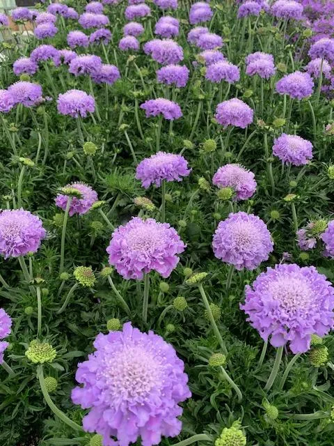 Scabiosa columbaria 'Butterfly Blue