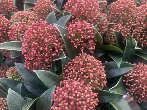 Skimmia J. Godrie Dwarf