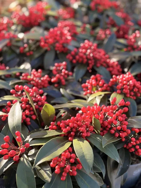 Skimmia Reevensiana