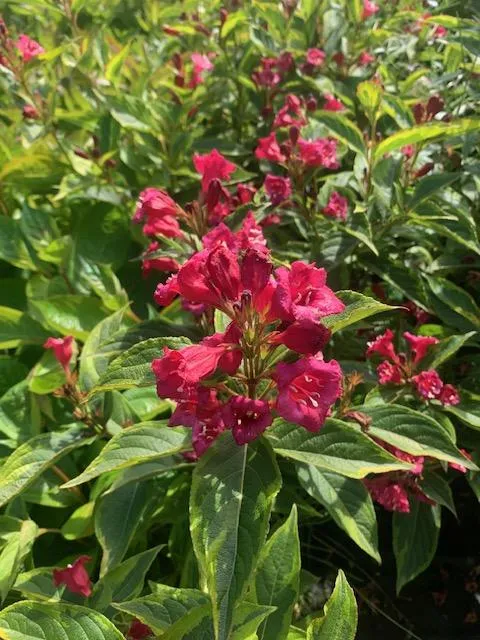 Weigela florida 'Alexandra' ®