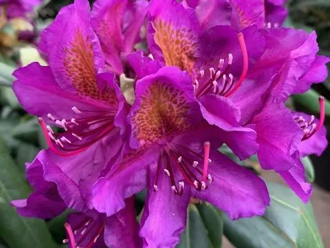 Rhododendron