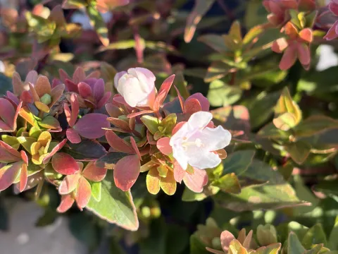 Abelia Grandiflora 'Happy Daydream' 