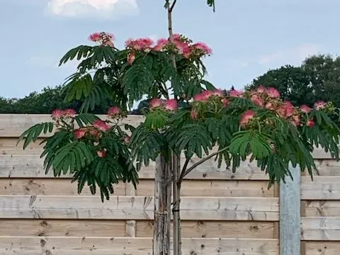 Albizia Julibrissin Meerstammig