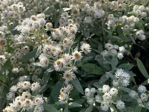 Anaphalis triplinervis