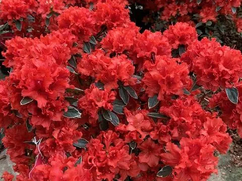 Azalea Jap. 'Hot Shot'