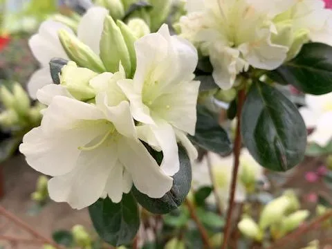 Azalea Jap.  Schneewittchen