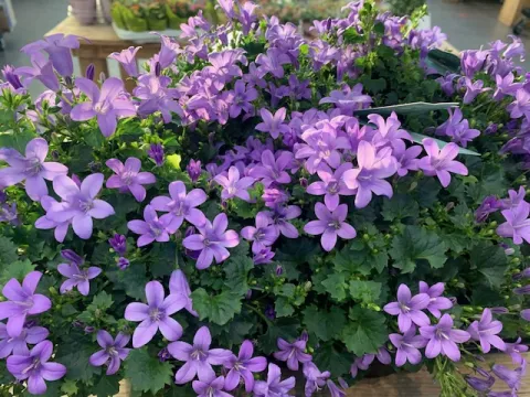 Campanulla Por. 'Blue Sky'