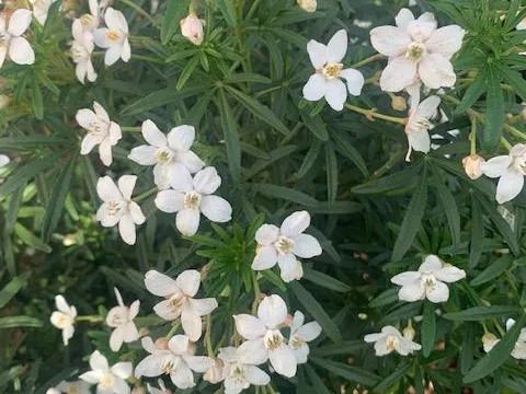 Choisya ternata 'Aztec Pearl'