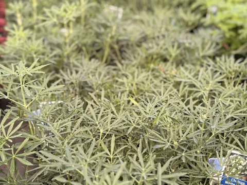 Choisya ternata White Dazzler