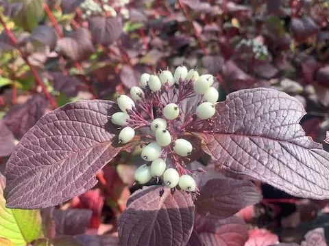 Cornus alba 'Sibirian Pearls'