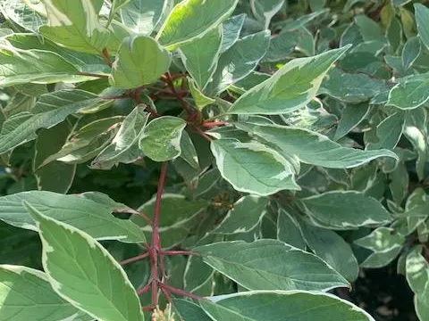 Cornus alba 'Sibirica Variegata'
