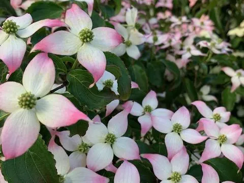 Cornus kousa China Girl