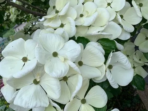 Cornus kousa 'Venus'